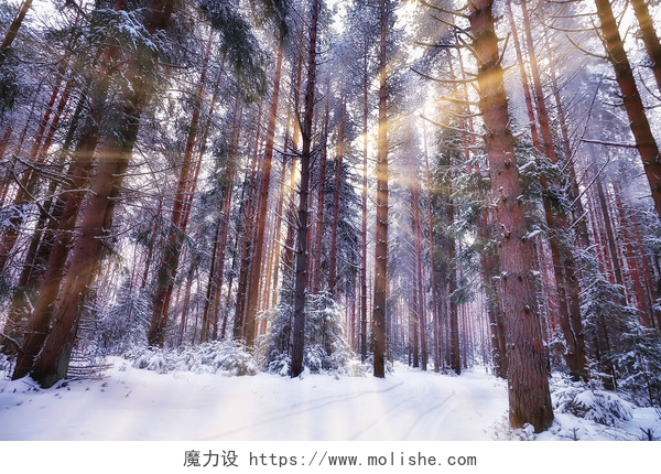 阳光下被雪覆盖的树林冬天的早晨，在松树林的风景中，鸟瞰着一片明亮的雪地森林